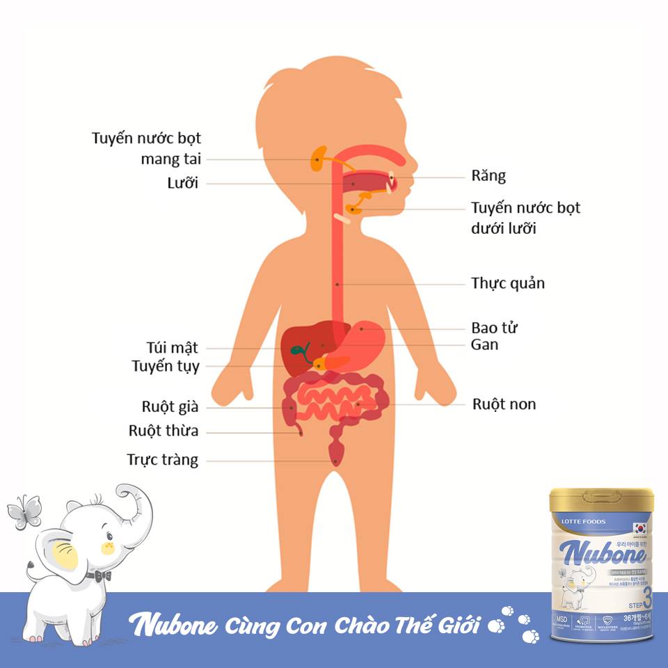 Yếu tố then chốt trong chế độ dinh dưỡng cho trẻ đó là tiêu hóa tốt và tăng cường miễn dịch.